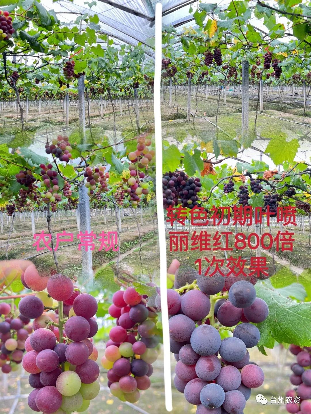 臺(tái)州農(nóng)資 臺(tái)州農(nóng)資