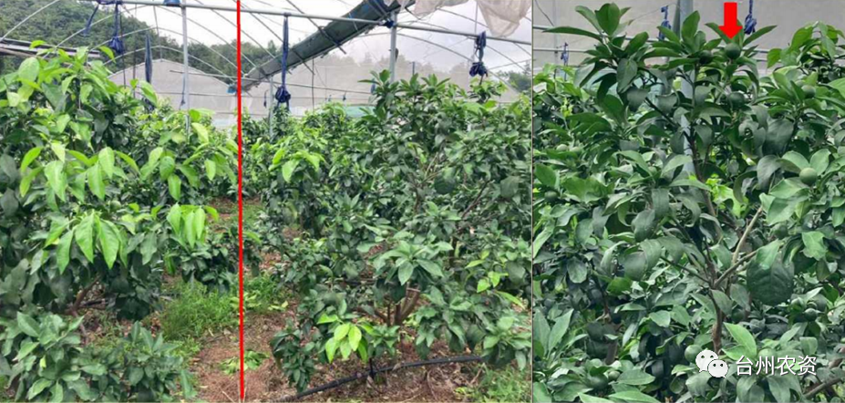 臺州農(nóng)資 臺州農(nóng)資