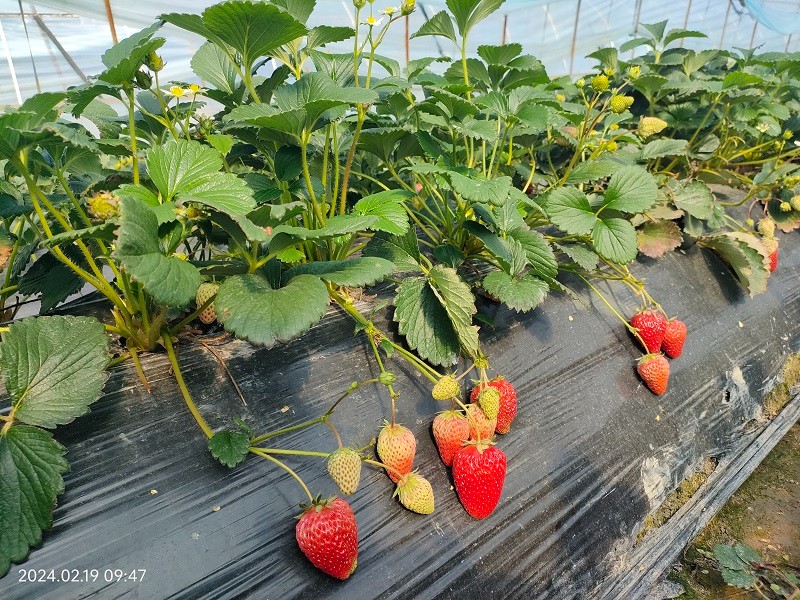 臺州農(nóng)資 臺州農(nóng)資